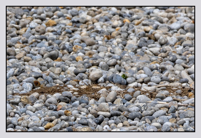 Cayeux 25-05-25 1307