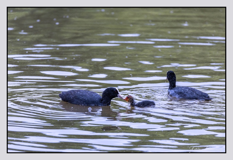 GrandLaviers 25-05-27 1323