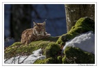 BayerLundi 17-02-13 0103 (1837 visites) BayerLundi 17-02-13 0103