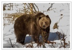 BayerLundi 17-02-13 0215 (1838 visites) BayerLundi 17-02-13 0215