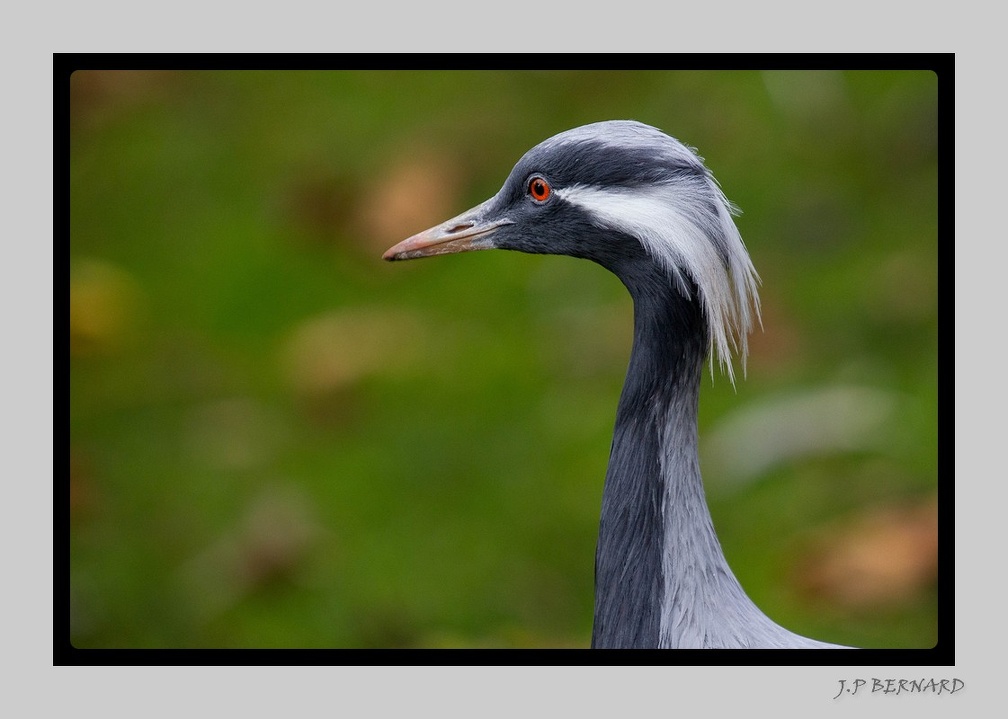 Beauval 27-10-15-0006