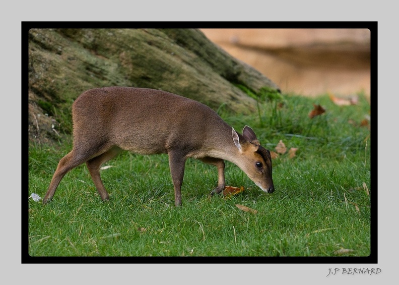 Beauval 27-10-15-0010