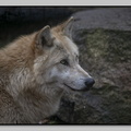 ZooMulhouse 21-11-26 0384