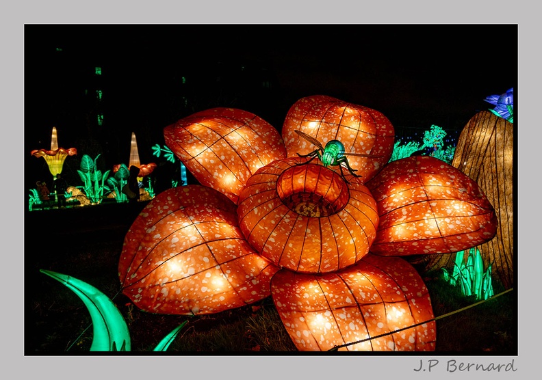 illuminationjardinPlante 23-12-21 3465