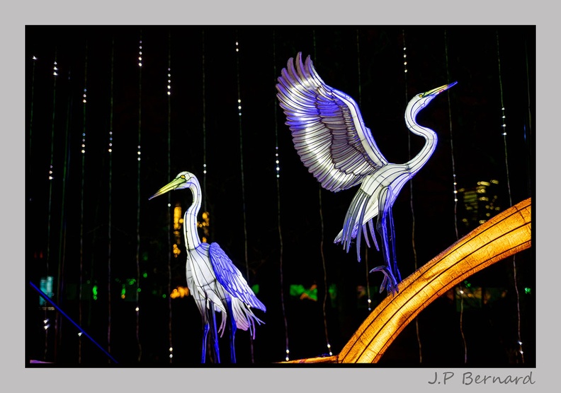 illuminationjardinPlante 23-12-21 3480