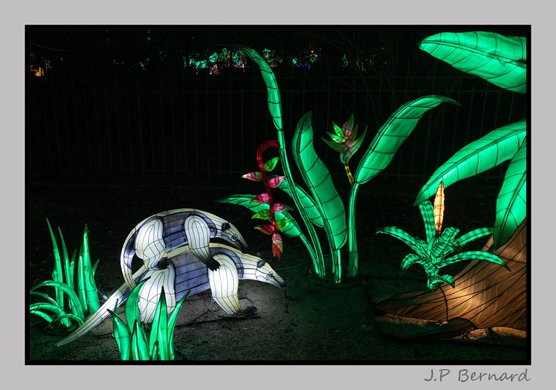 illuminationjardinPlante 23-12-21 3535