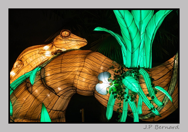 illuminationjardinPlante 23-12-21 3587