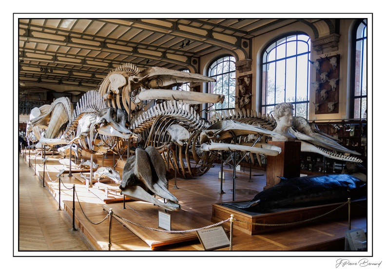 MenagerieJardinPlantes 25-03-20 0065