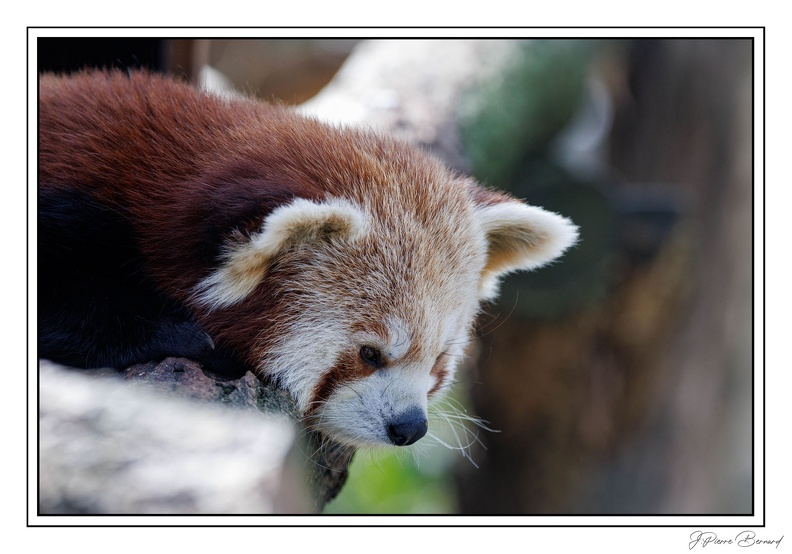 MenagerieJardinPlantes 25-03-20 0089