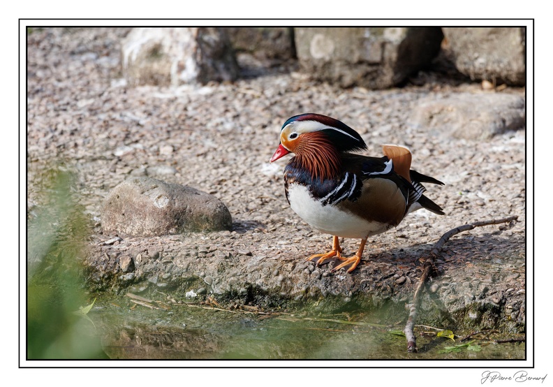 MenagerieJardinPlantes 25-03-20 0101