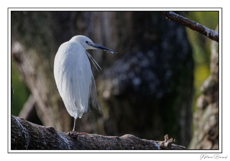 MenagerieJardinPlantes 25-03-20 0103