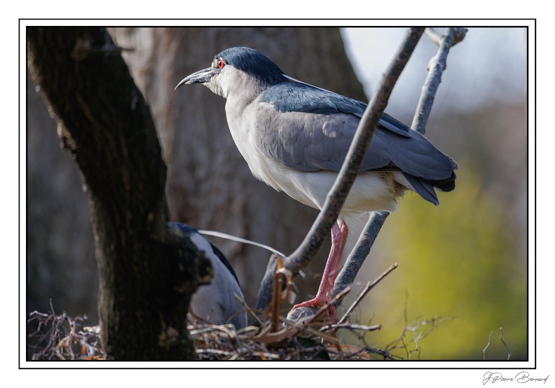 MenagerieJardinPlantes 25-03-20 0119