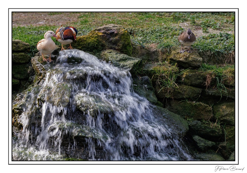 MenagerieJardinPlantes 25-03-20 0139