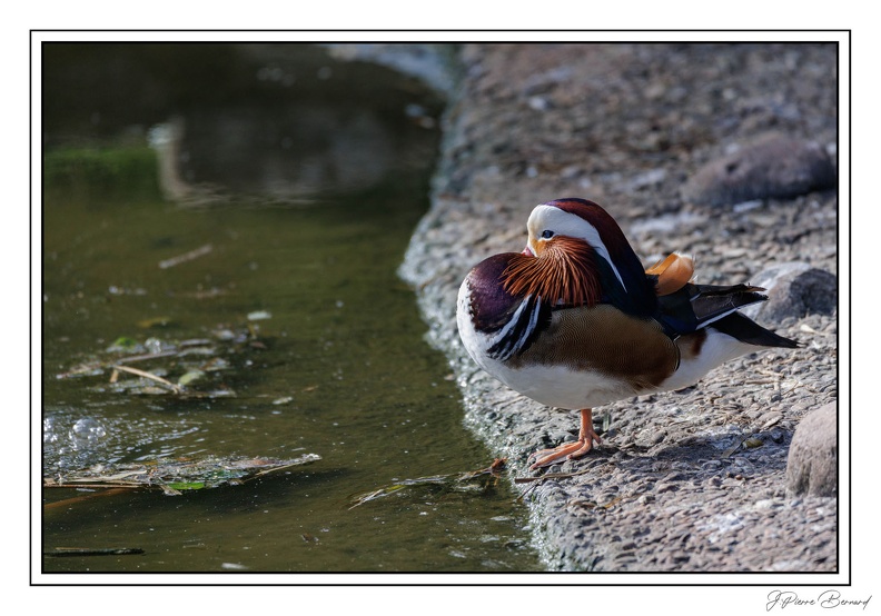 MenagerieJardinPlantes 25-03-20 0143