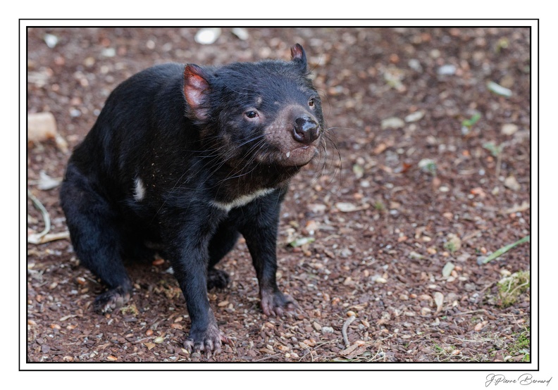 MenagerieJardinPlantes 25-03-20 0155