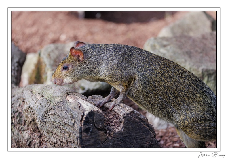 MenagerieJardinPlantes 25-03-20 0175