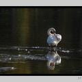 Beauval 26-10-15-0023