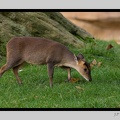 Beauval 27-10-15-0010