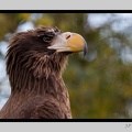 Beauval 27-10-15-0100