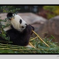 Beauval 27-10-15-0122