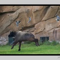 Beauval 27-10-15-0188