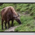 Beauval 27-10-15-0194