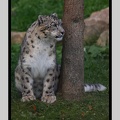 Beauval 27-10-15-0212