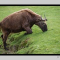 Beauval 27-10-15-0218