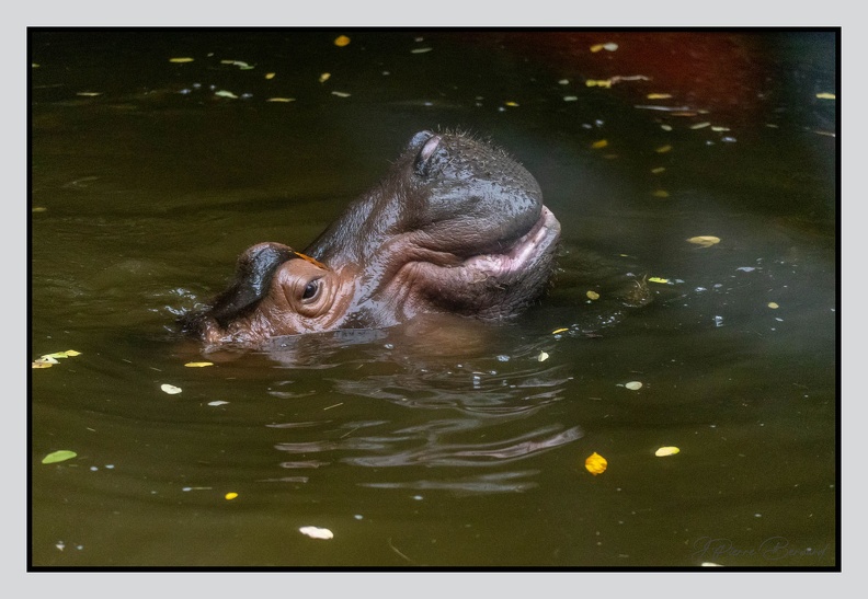 LaFleche 2024-09-26 0008