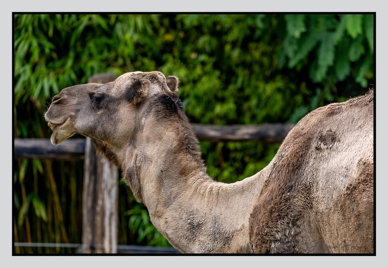 LaFleche 2024-09-26 0009