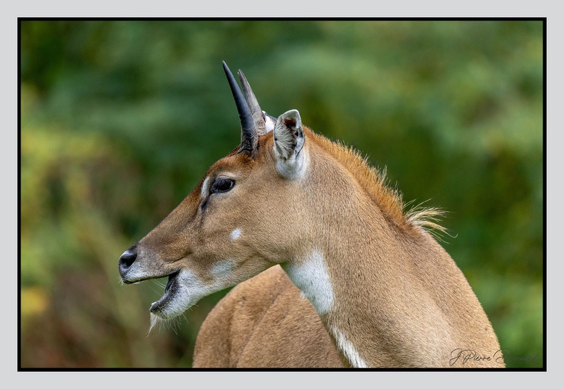 LaFleche 2024-09-26 0015