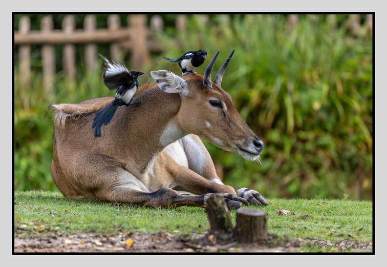 LaFleche 2024-09-26 0097