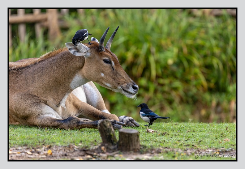 LaFleche 2024-09-26 0112