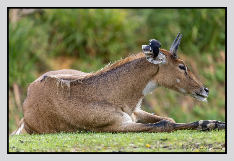 LaFleche 2024-09-26 0126