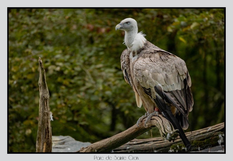 ParcDeSainteCroix 24-09-06 0086
