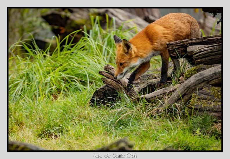 ParcDeSainteCroix 24-09-06 0087
