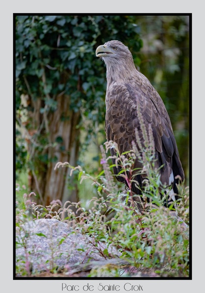 ParcDeSainteCroix 24-09-06 0097