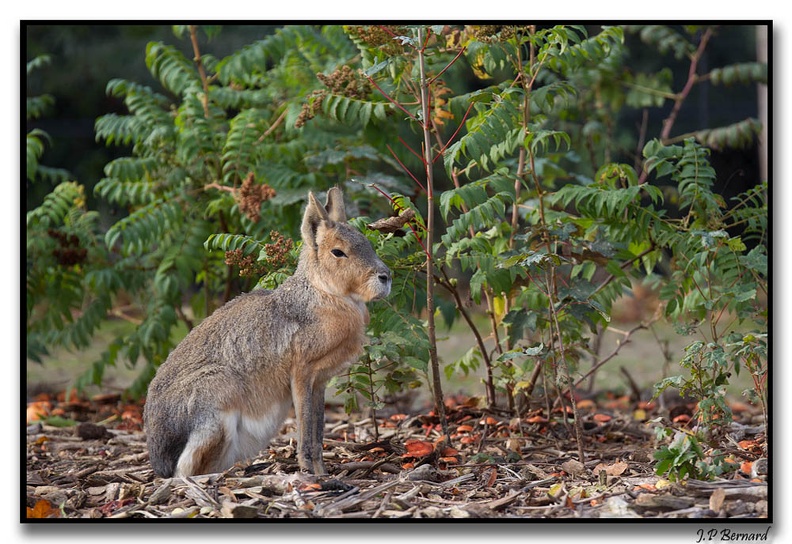 ZooVincenne23.10.14051