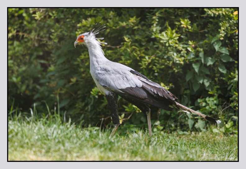 Pairi Daiza 25-05-16 0115