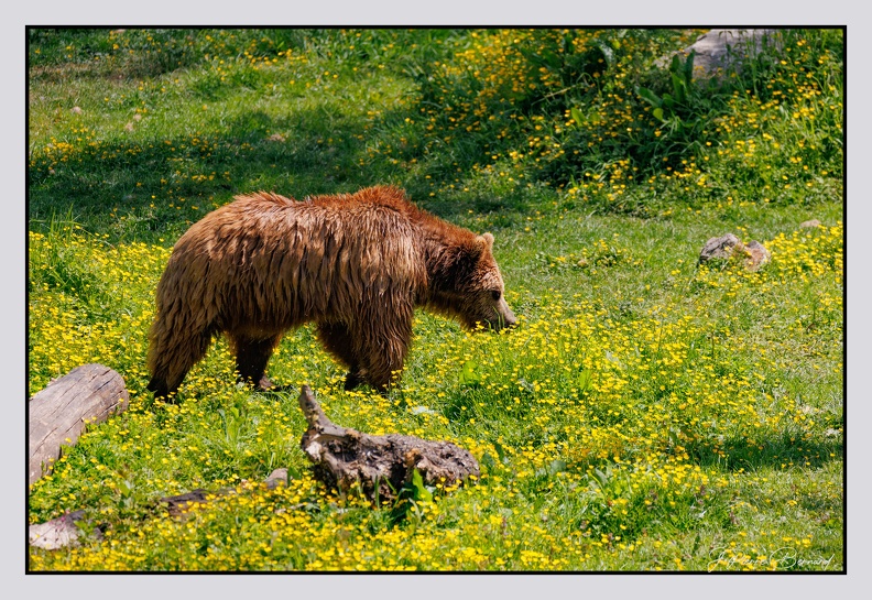 Pairi Daiza 25-05-16 0160