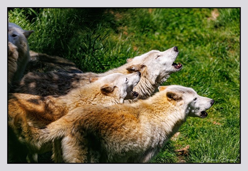 Pairi Daiza 25-05-16 0274