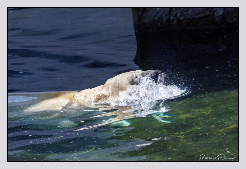 Pairi Daiza 25-05-16 0298