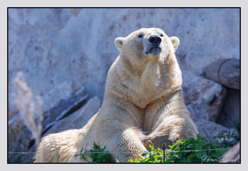 Pairi Daiza 25-05-16 0321