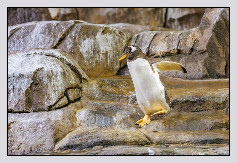 Pairi Daiza 25-05-16 0339