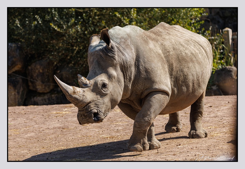 Pairi Daiza 25-05-16 0444