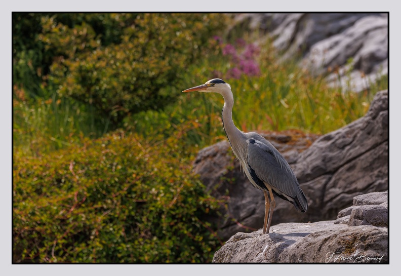 Pairi Daiza 25-05-17 0627