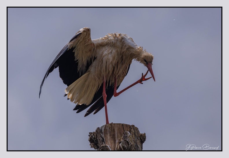 Pairi Daiza 25-05-17 0638