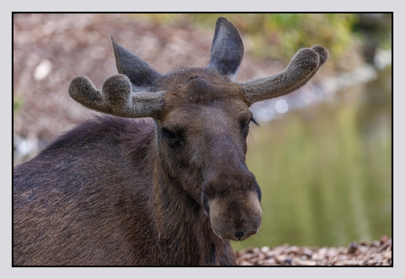 Pairi Daiza 25-05-17 0673
