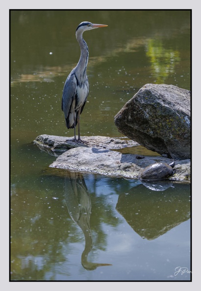 Pairi Daiza 25-05-17 0674