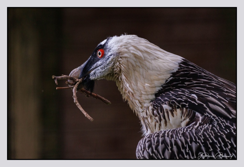 Pairi Daiza 25-05-17 0700